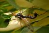 Ctenophora flaveolata